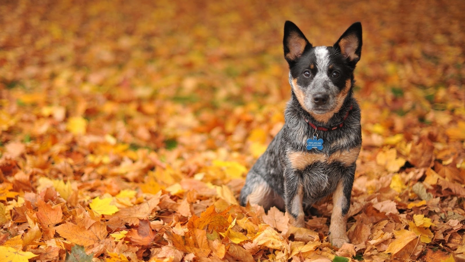 Conneaut Creek Veterinary Clinic - Conneaut , United States
