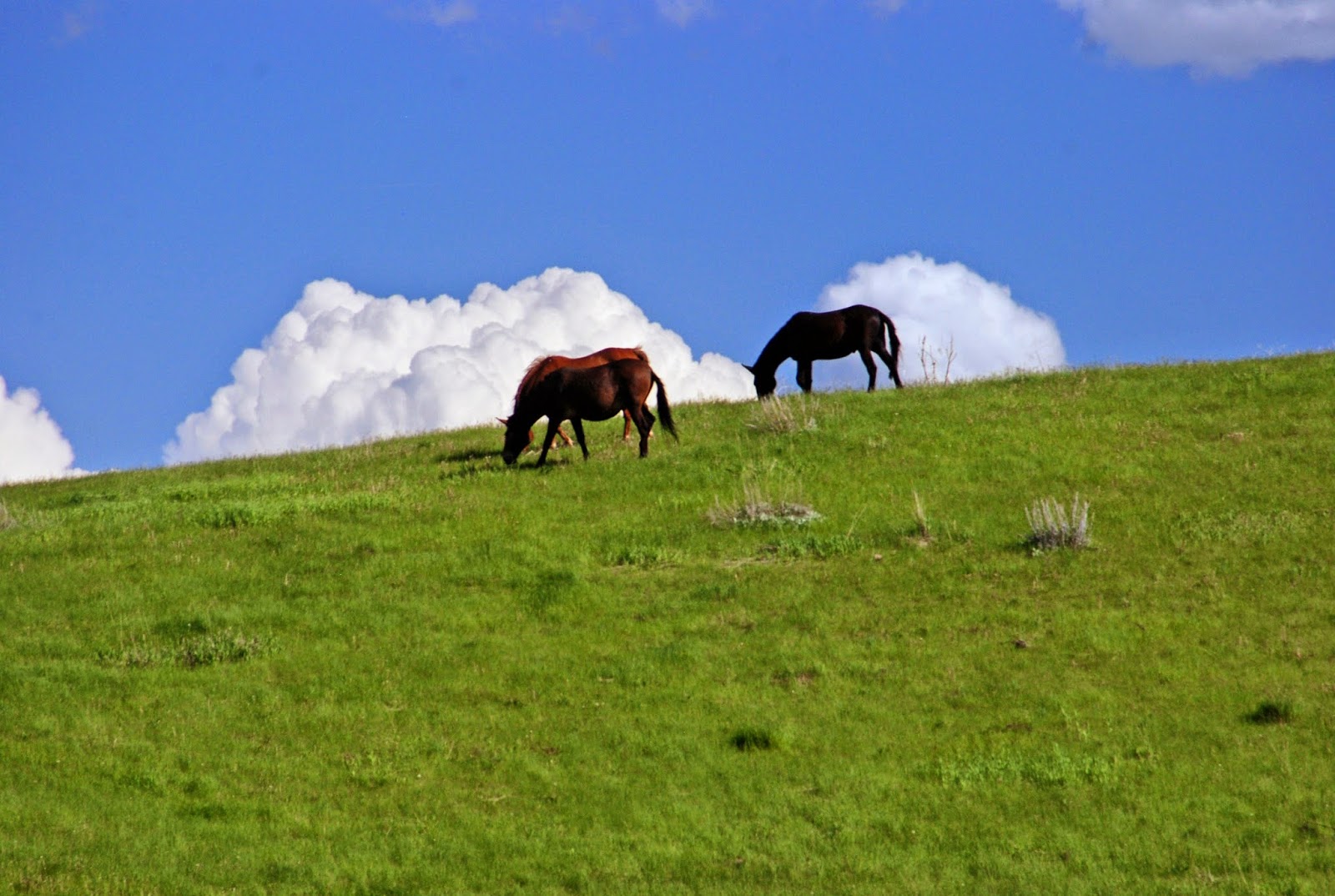 East County Large And Small Animal Practice - El Cajon , United States