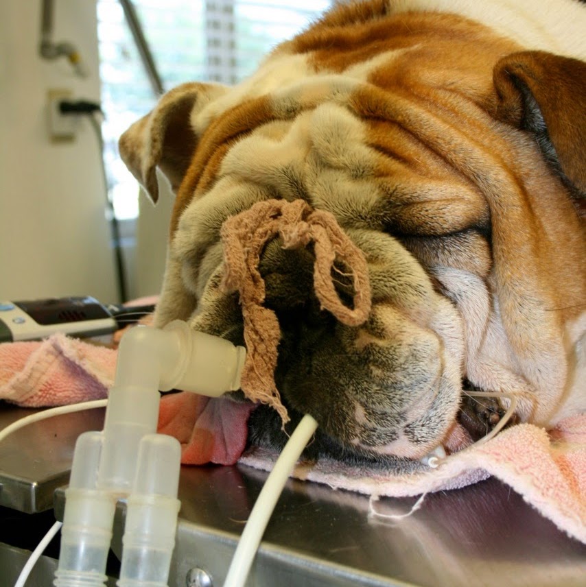 Marana Veterinary Clinic - Marana , United States