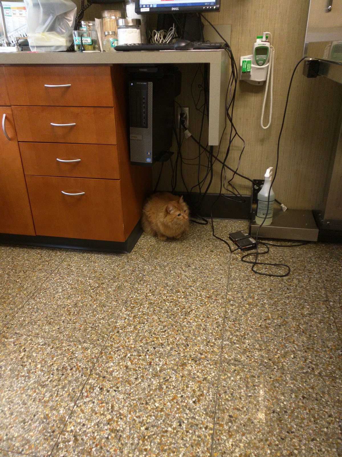 Willard Veterinary Clinic - Quincy , United States