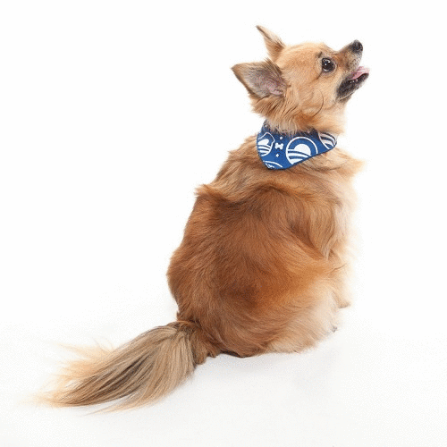 Surf City Pet Hospital - Surf City , United States