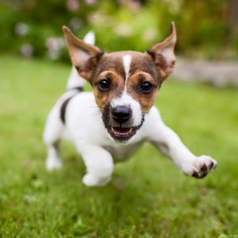 Bedford Dianella Vet Centre - Bedford , Australia