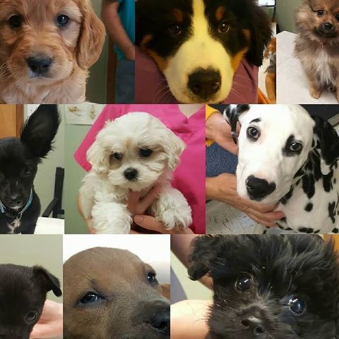 Plains Veterinary Hospital - Zachary , United States