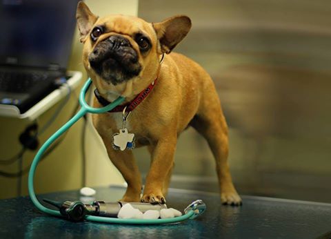 Grandview Veterinary Clinic - Odessa , United States