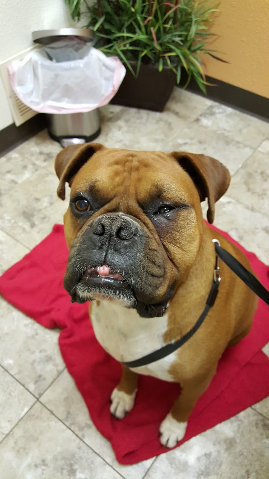 Pueblo Animal Urgent Care - Pueblo , United States