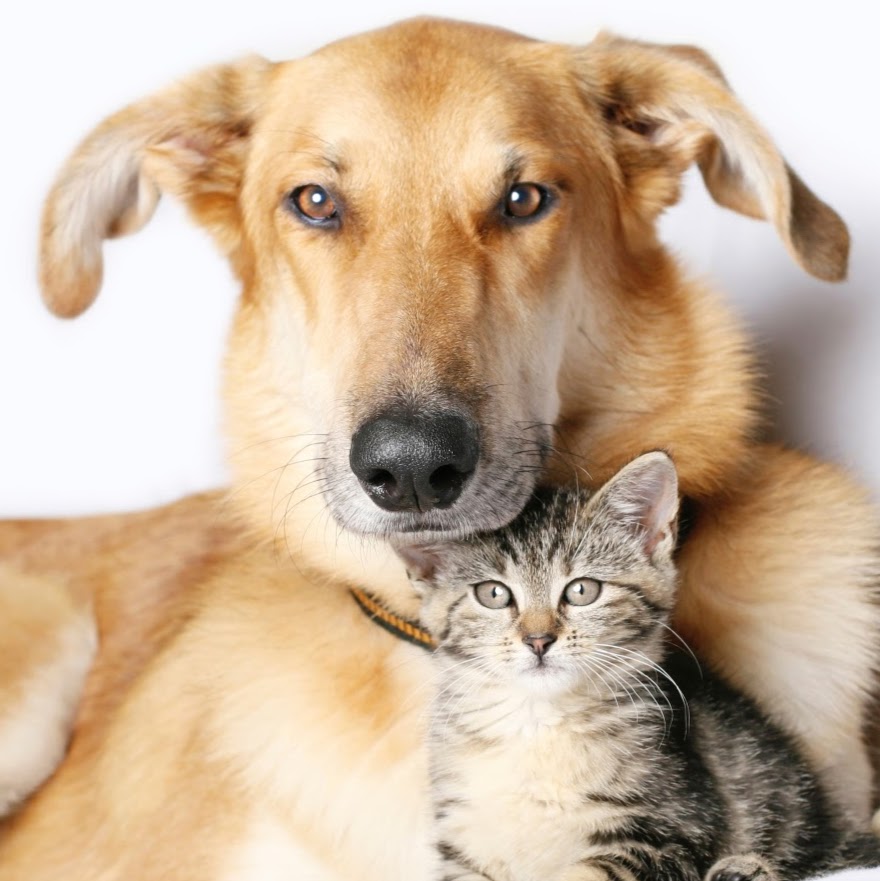 Quantock Veterinary Hospital - Bridgwater , United Kingdom