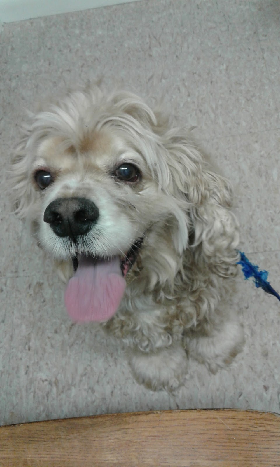 Unleashed Veterinary Care - Lanesville , United States