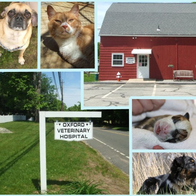 Oxford Veterinary Hospital - Oxford , United States