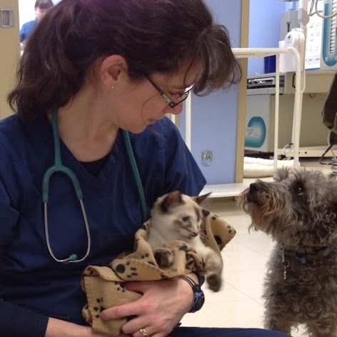Queensway West Animal Hospital - Ottawa , Canada