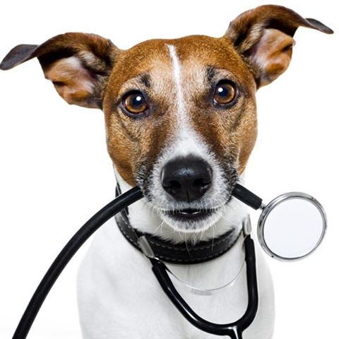 Clanrye Veterinary Clinic - Newry , United Kingdom