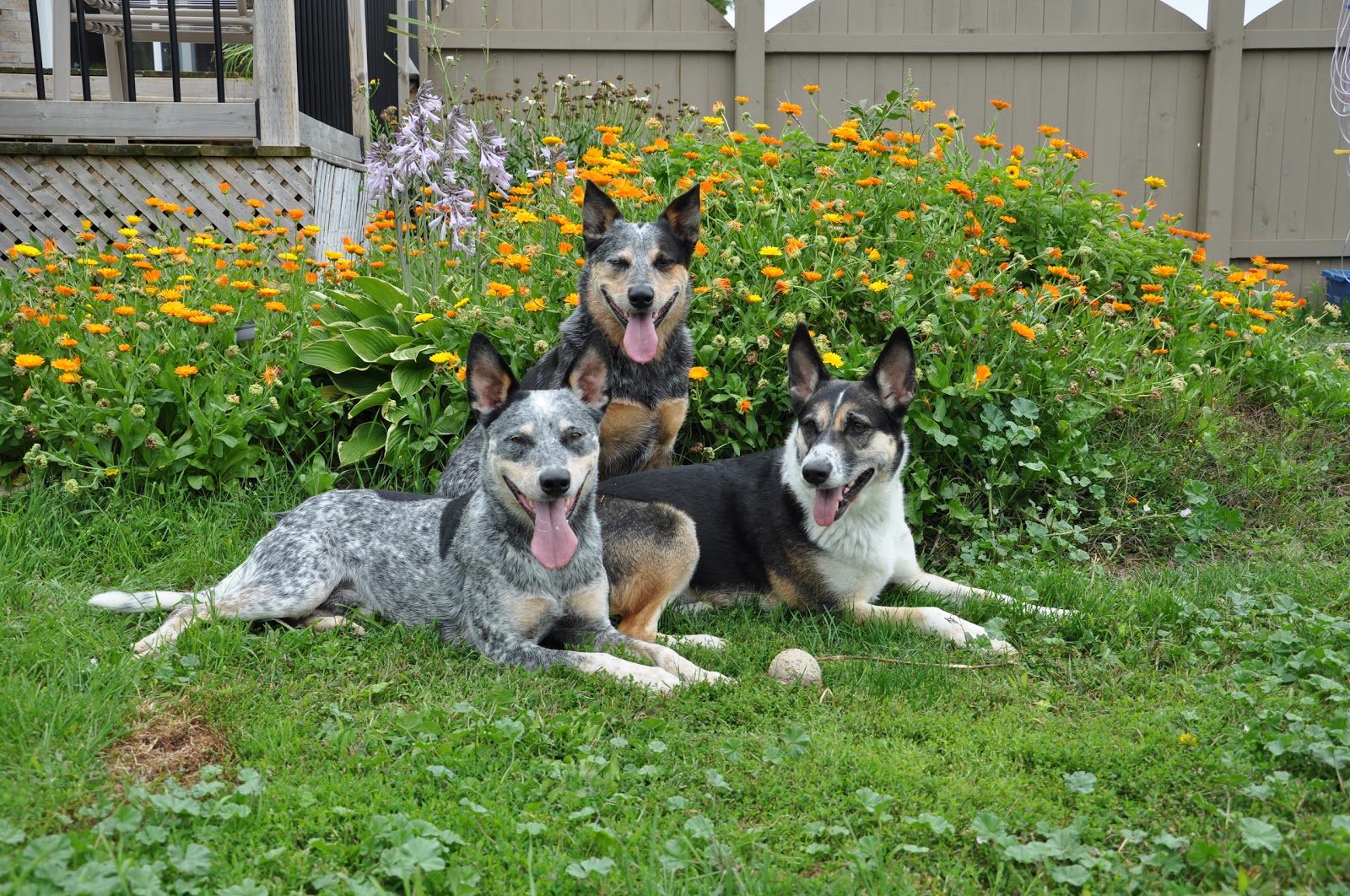 West Brant Animal Hospital - Brantford , Canada