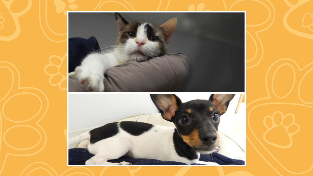 Granite Peak Veterinary Hosptial - Billings , United States