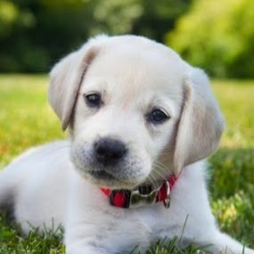South Valley Animal Hospital - Las Vegas , United States