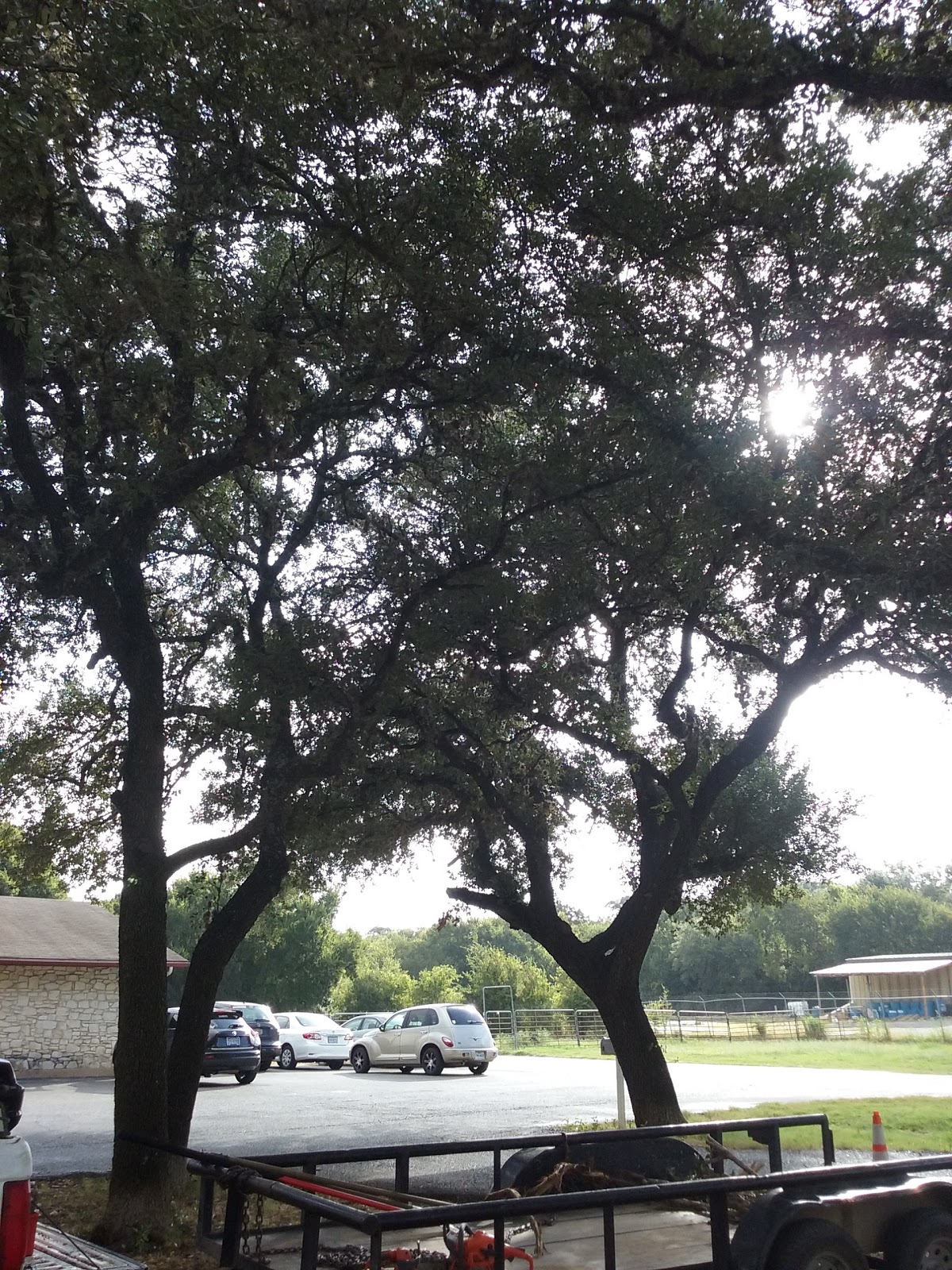 San Marcos Veterinary Clinic - San Marcos , United States