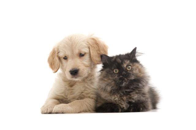 West End Vets Tollcross - Edinburgh , United Kingdom
