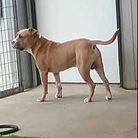Sammy’s Doggie Daycare & Boarding - Atlanta , United States