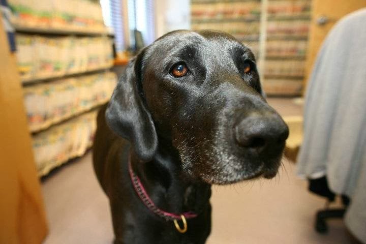 Ark Animal Hospital - Chalfont , United States