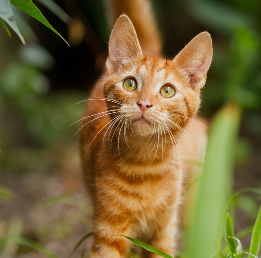 Cara Veterinary Clinic - Dublin 7 , Ireland