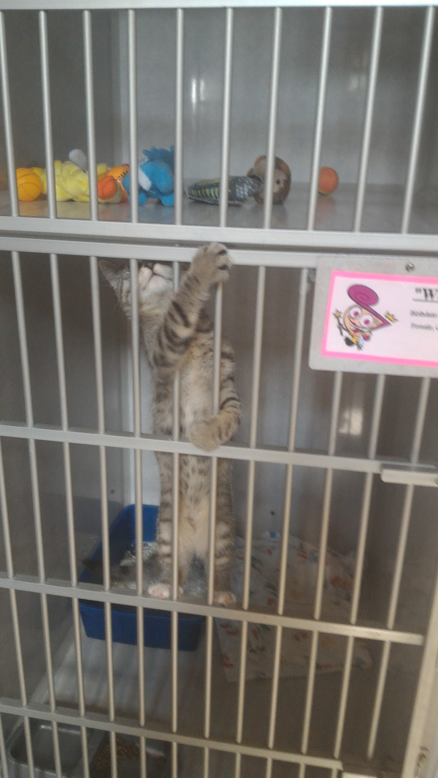 Hope Mills Road Animal Hospital - Fayetteville , United States
