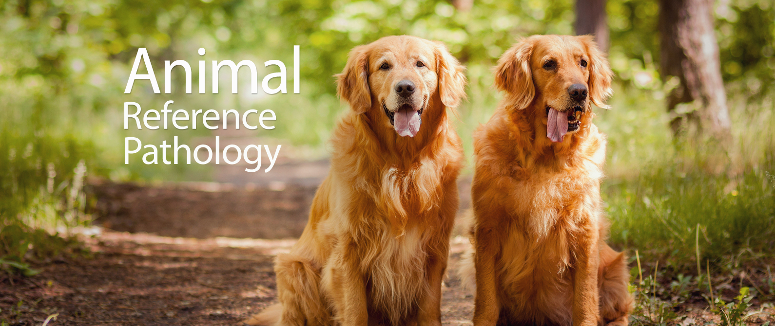 Animal Reference Pathology - Salt Lake City , United States