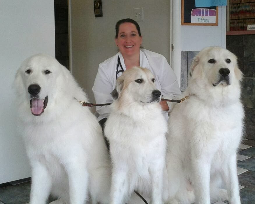 Lake Wheeler Veterinary Hospital - Raleigh , United States