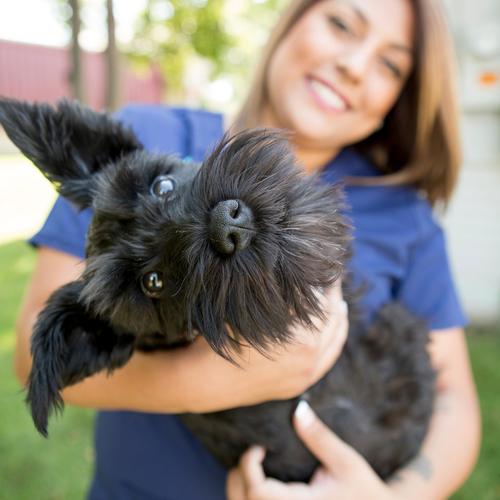 Truesdell Animal Care Hospital And Clinic - Madison , United States