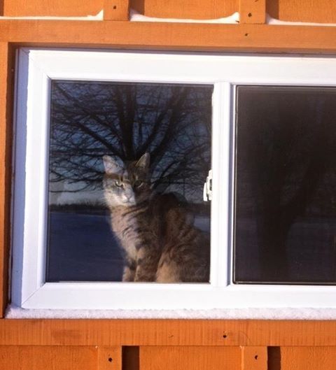 Copetown Animal Hospital - Copetown , Canada