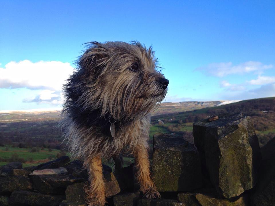 Medivet Buxton - Buxton , United Kingdom
