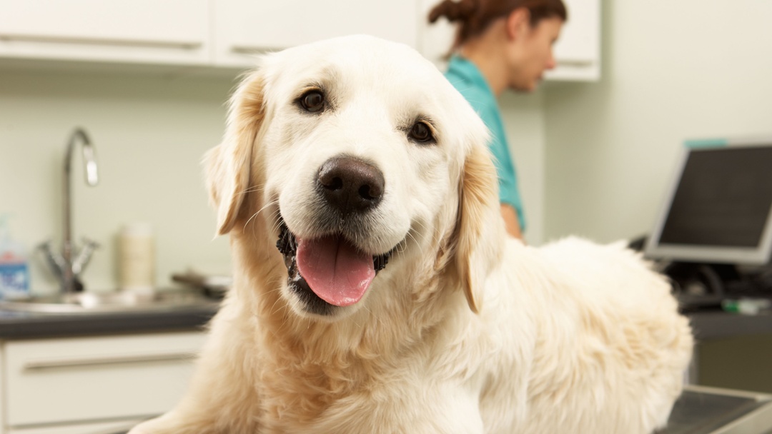 Sandhill Veterinary Services - Mason , United States