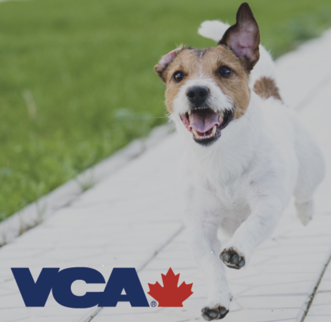 Vca Canada Jackson Creek Animal Hospital - Peterborough , Canada