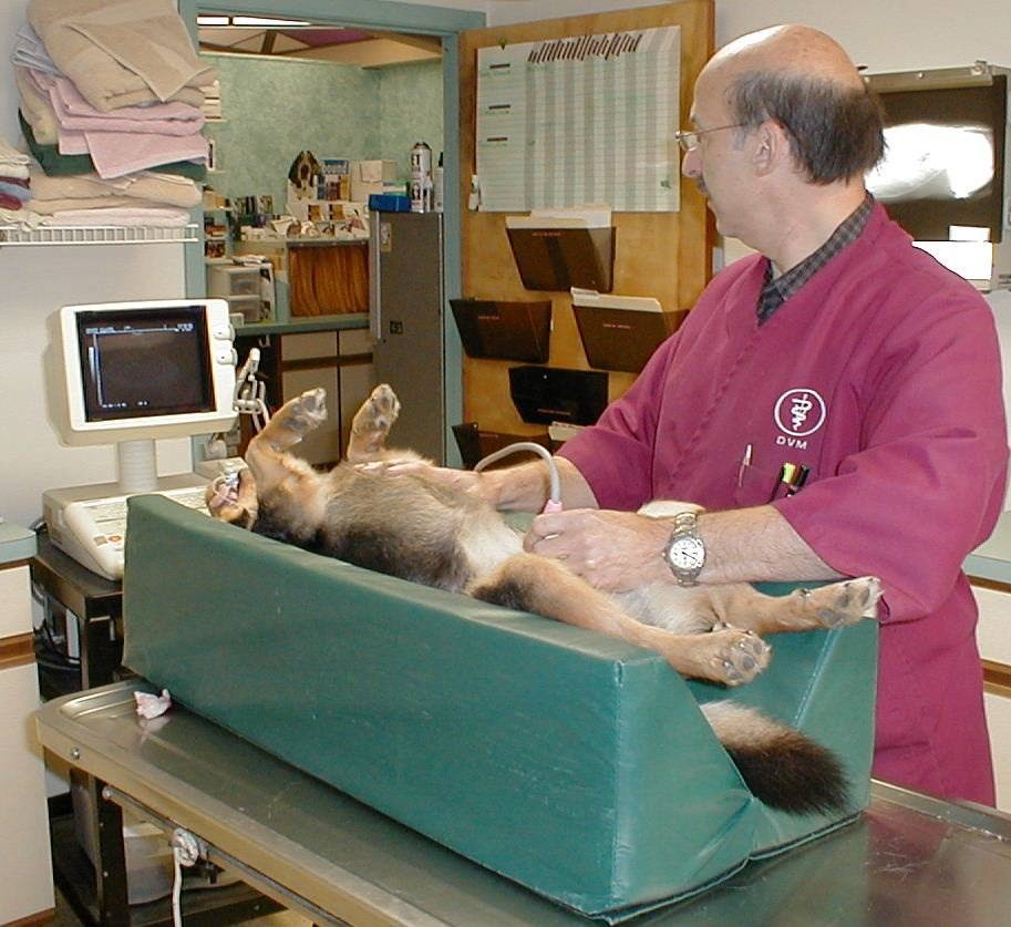 Orange Village Animal Hospital - Orange , United States