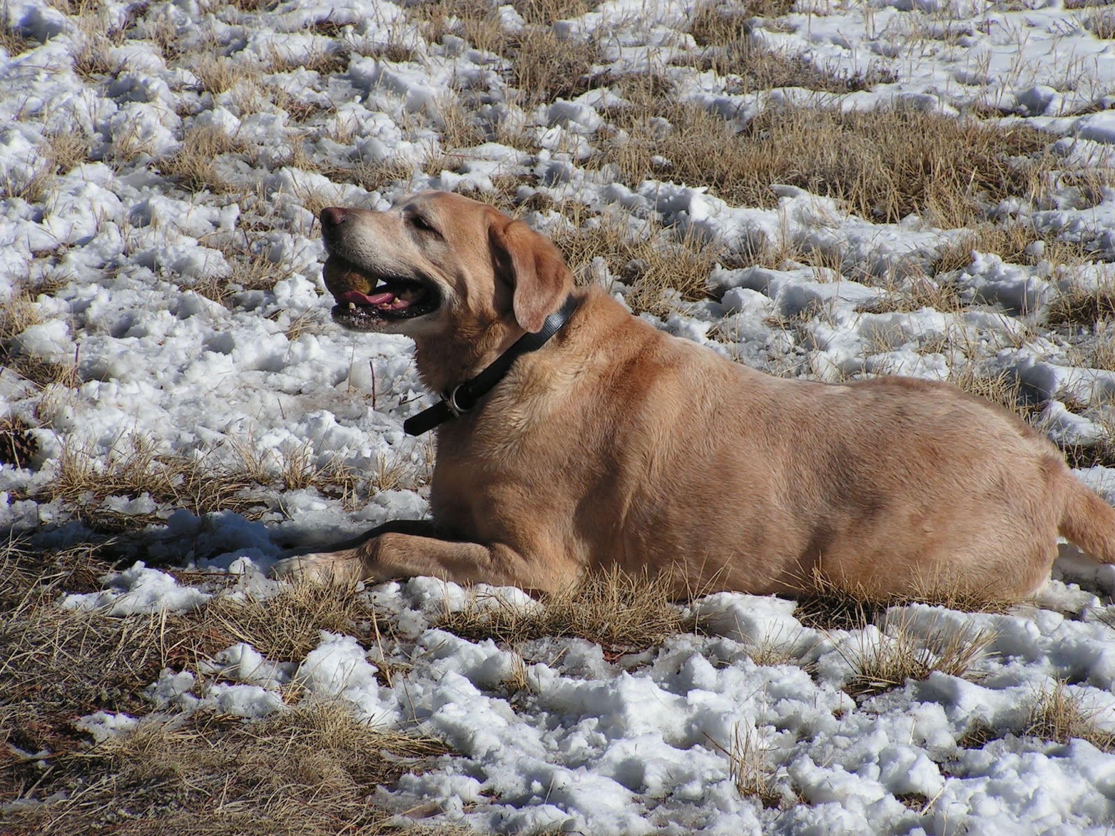 Pikes Peak Veterinary Clinic - Colorado Springs , United States