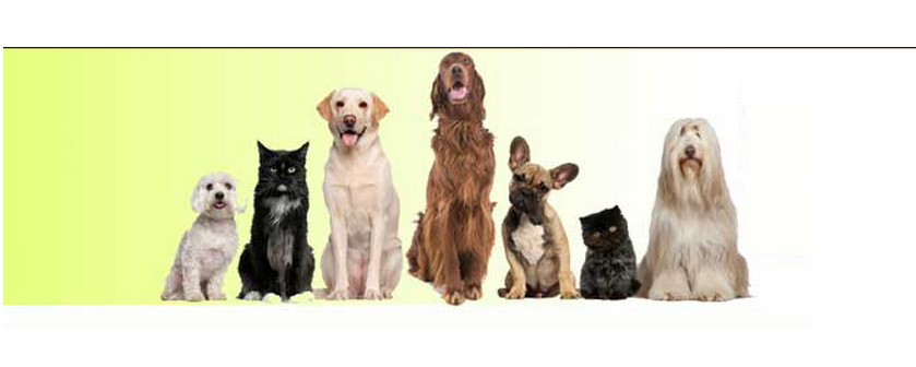 Lashley Animal Hospital - Swansea , United States