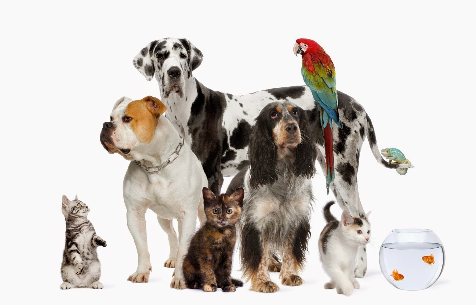 Vets4Pets Rhyl - Rhyl , United Kingdom