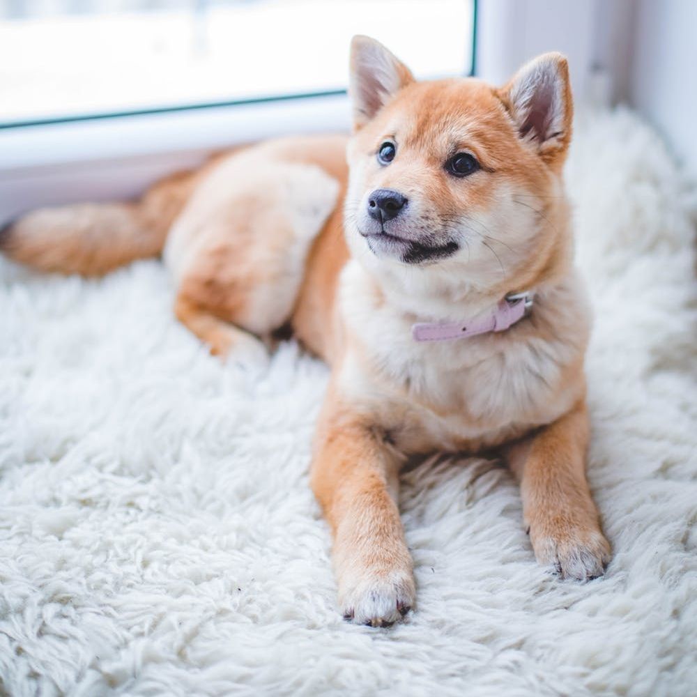 Clover Dog Pet Supply and Wash - Cloverdale , United States