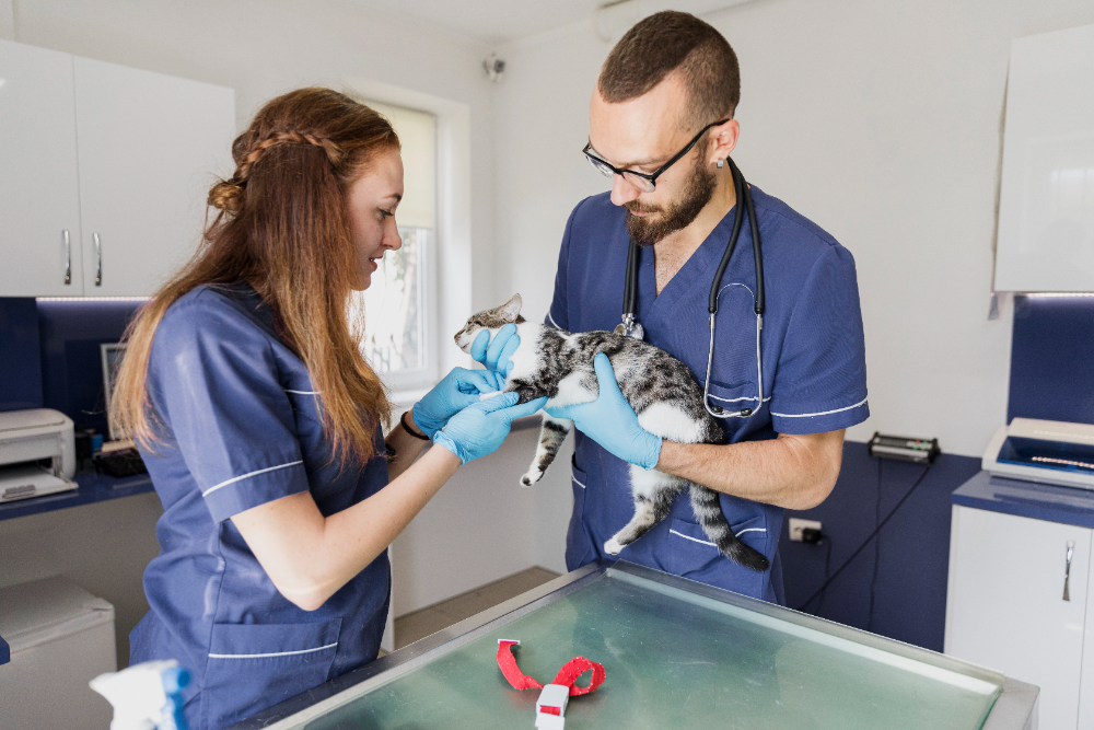 veterinary practice management