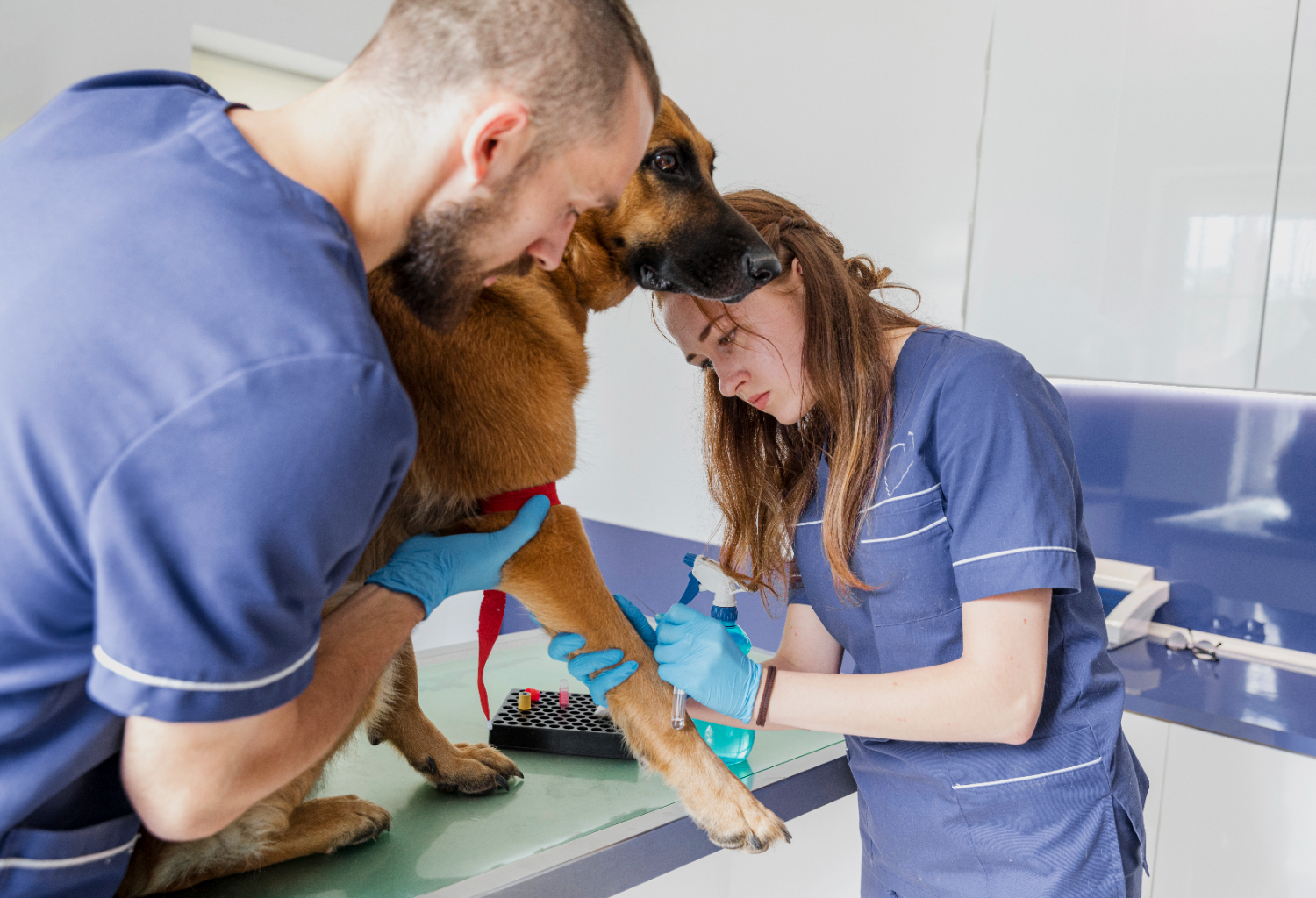 Veterinary Medicine