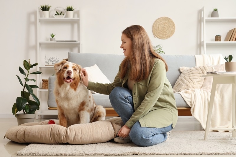 Pet Safety