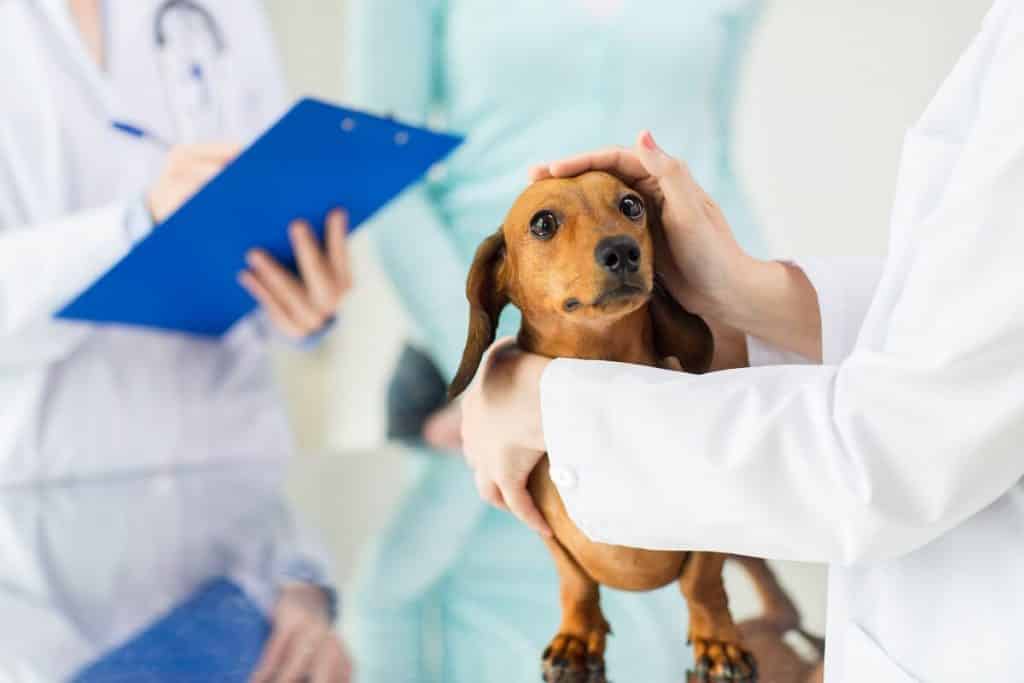 Veterinary Clinic