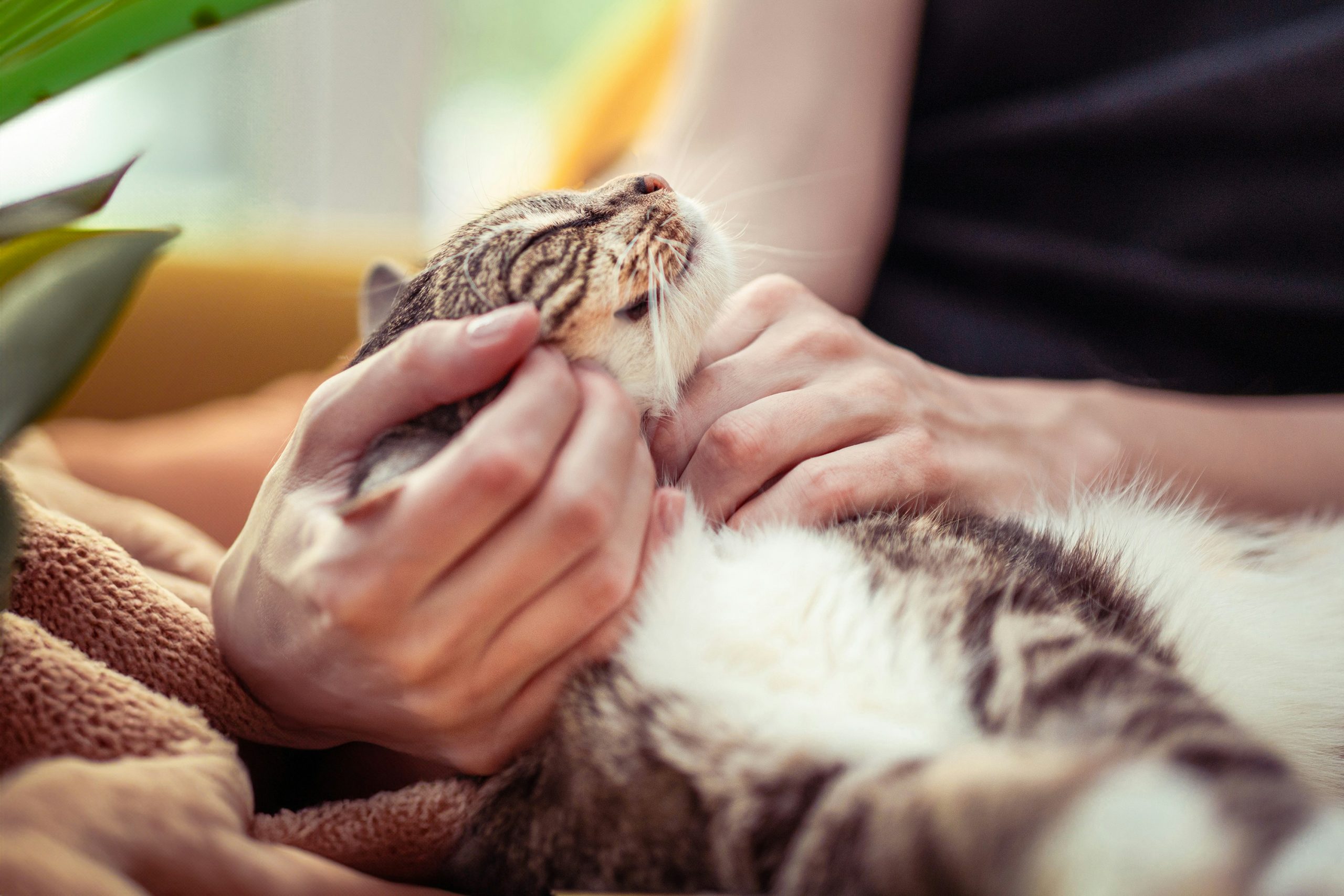 Pet Care