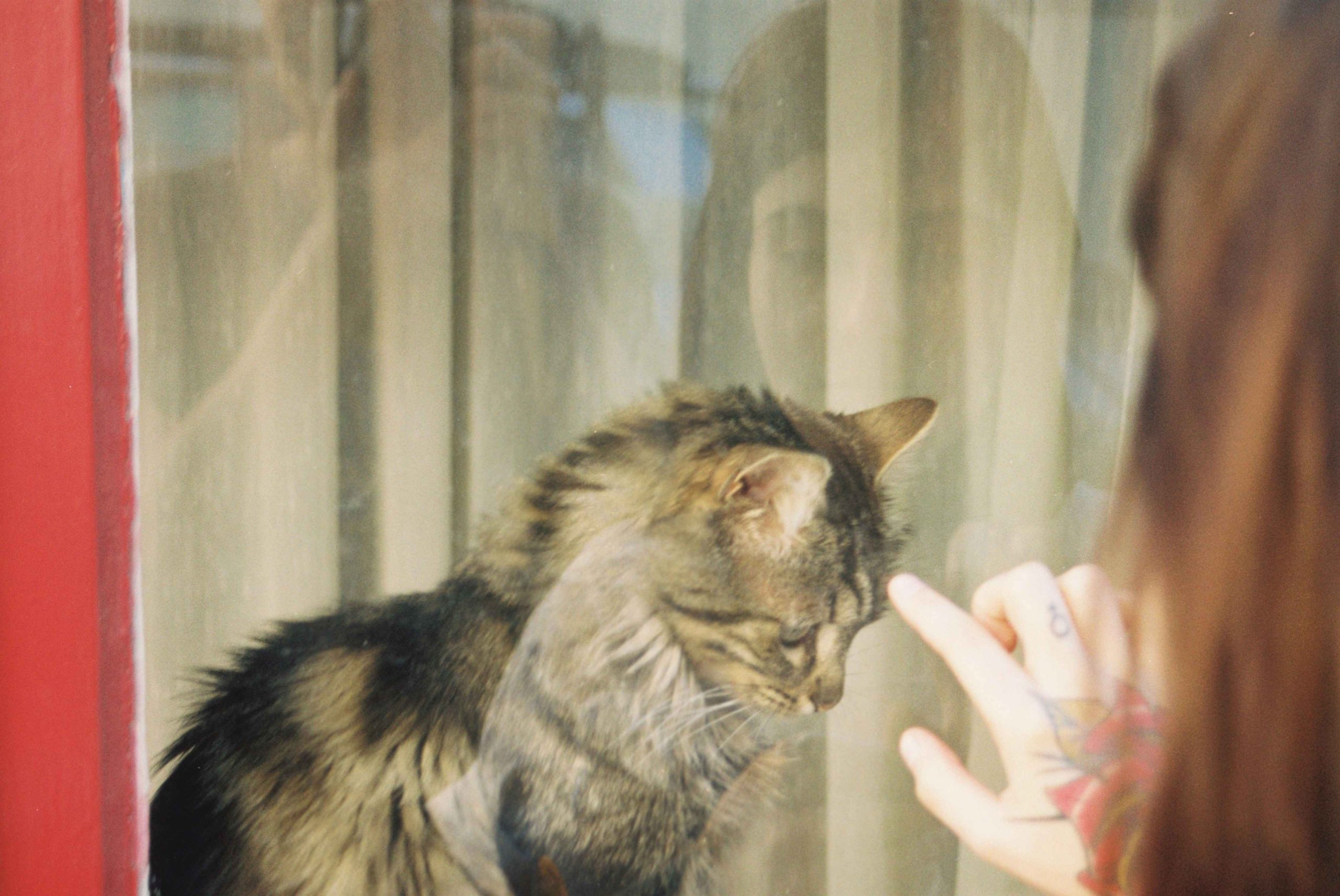 Pet urgent care